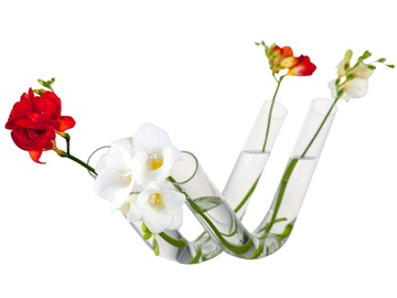 Oboustranná skleněná váza Free s květinami